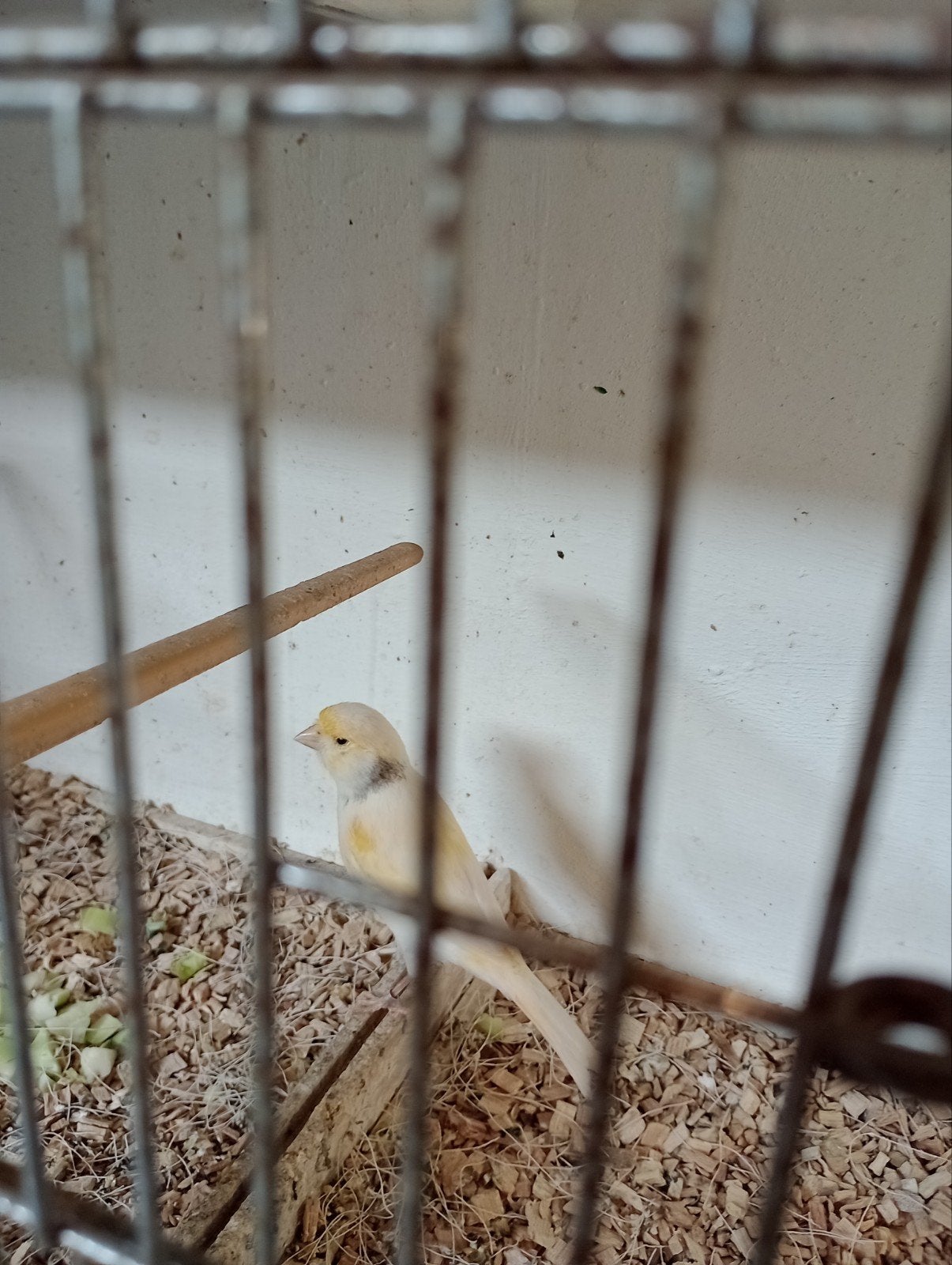te koop mooie kanarie pop, Dieren en Toebehoren, Vogels | Kanaries, Vrouwelijk, Kleurkanarie