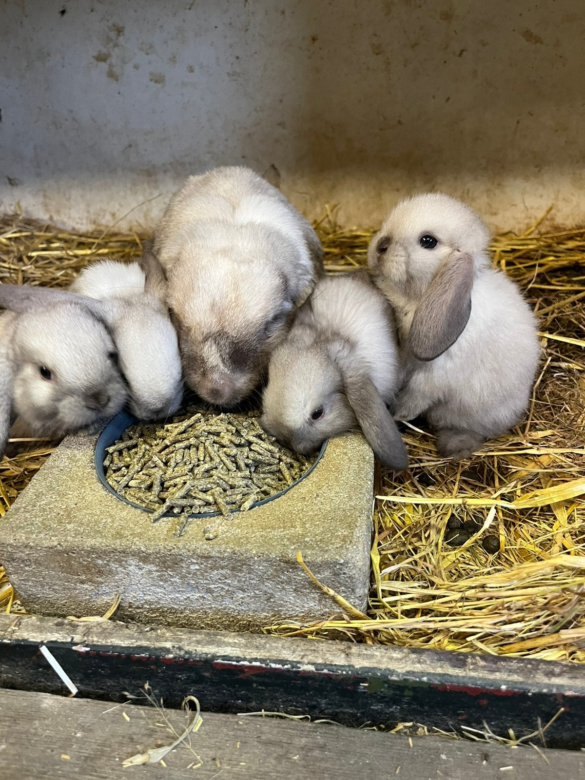 Te koop Hangoor Dwerg konijntjes, Meerdere dieren, Dwerg, Hangoor