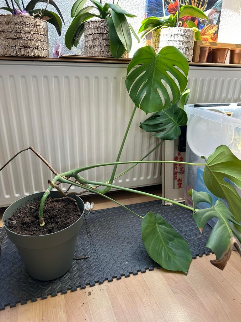 Montasera, Ophalen, Halfschaduw, Minder dan 100 cm