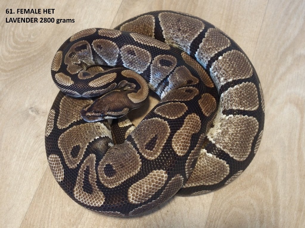 Koningspythons halfwas en volwassen kweekdieren deel 3 Ball Python photo 13