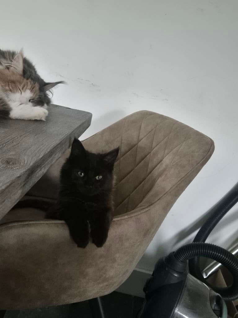 Mainecoon  maine coon kitten kater, Kater, Gechipt, 0 tot 2 jaar