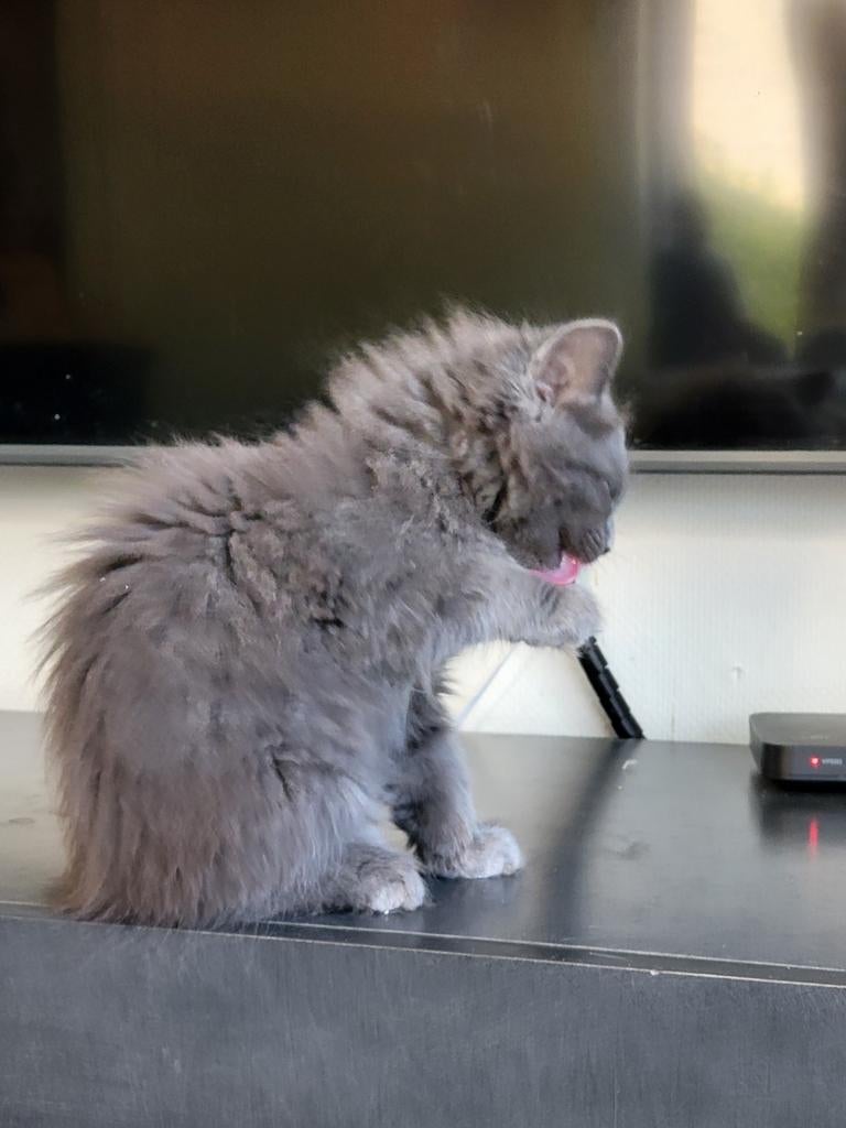 Siberische kittens  met stamboom, Dieren en Toebehoren, Meerdere dieren, Gechipt