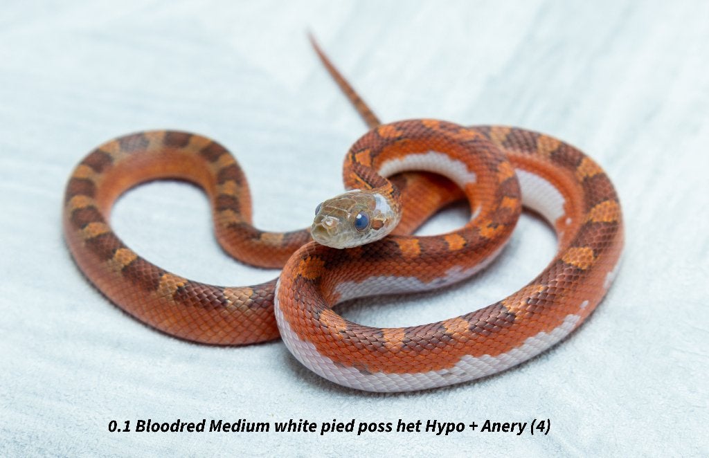 Top kwaliteit NK2026 Piedsided rattenslangen. Rat Snake photo 3