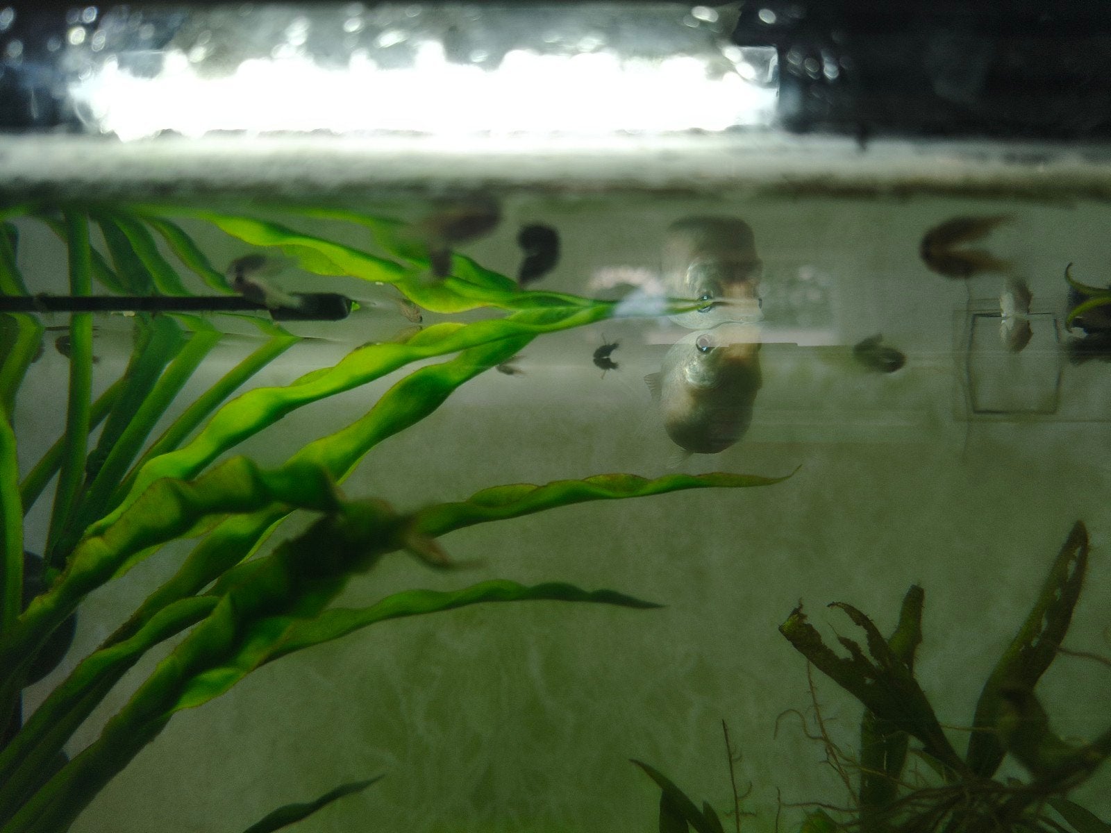 Ballon molly mix, Vis, Zoetwatervis, Schoolvis