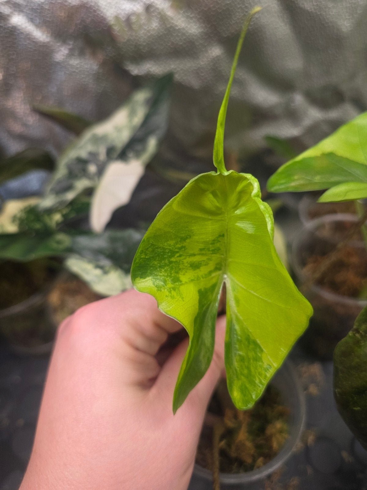 Alocasia stingray aurea, Huis en Inrichting, Ophalen of Verzenden, Halfschaduw, Minder dan 100 cm