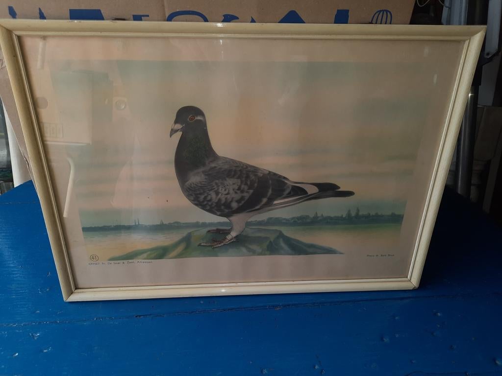 Vintage ingelijste duivenprint - Fr. De Smet & Zoon, Ophalen of Verzenden
