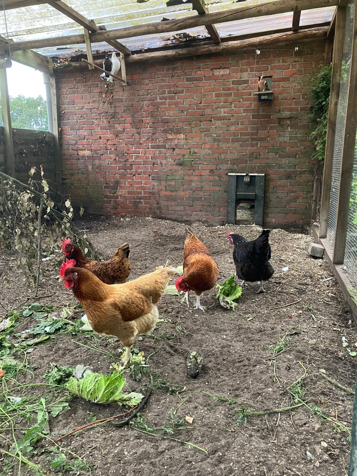Gratis af te halen 4 legkippen, Dieren en Toebehoren, Vrouwelijk, Kip