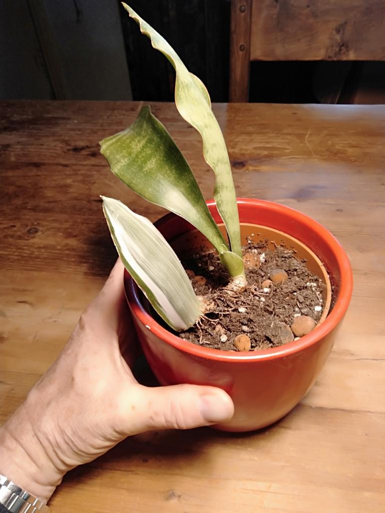 Sansevieria of Sanseveria Metallica met groene uitlopers, Huis en Inrichting, Kamerplanten, Ophalen, Halfschaduw, Minder dan 100 cm