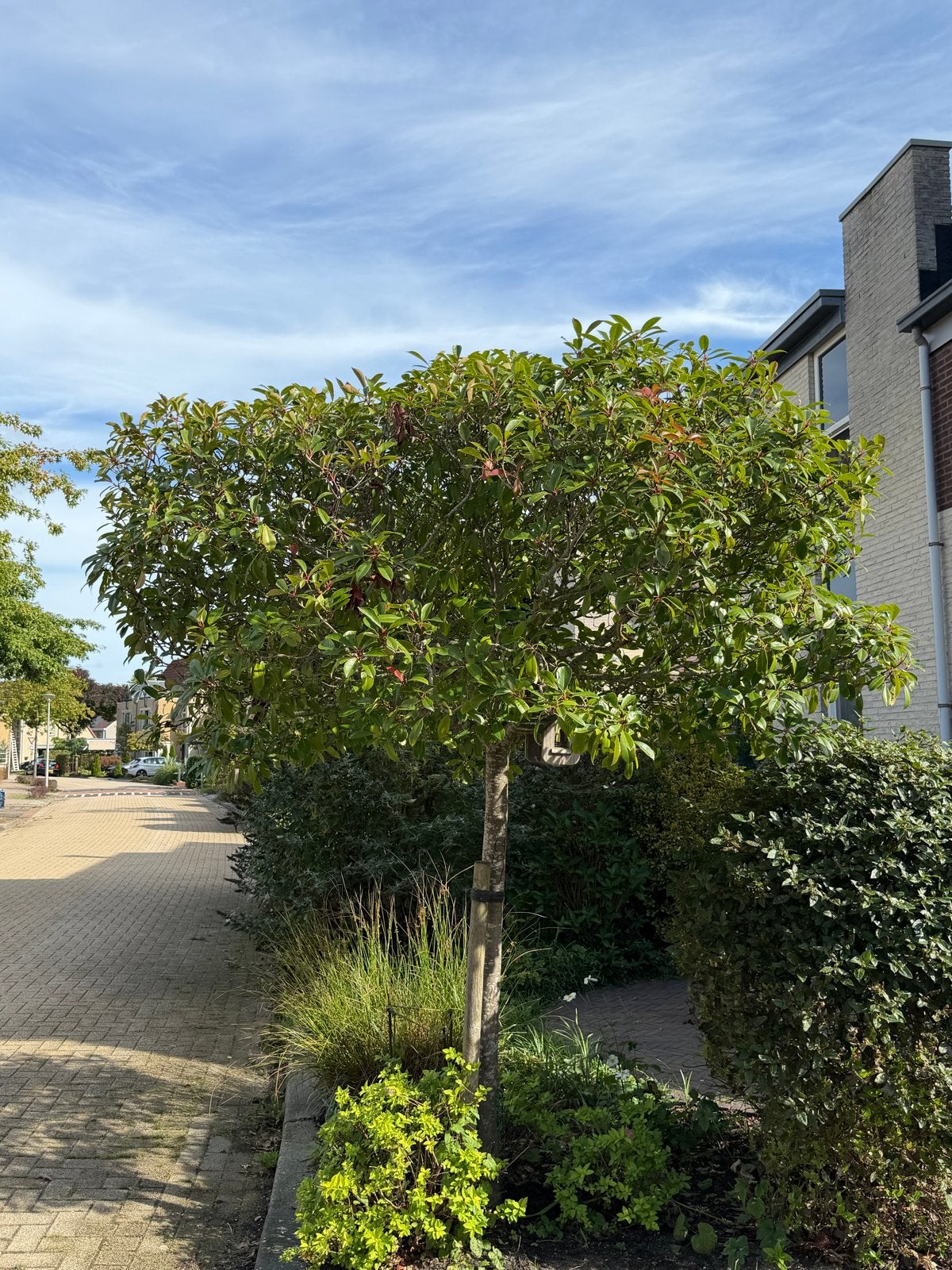 Glansmispel / Photinia Red Robin op stam – ca. 2,5 meter, Ophalen, Halfschaduw, Overige soorten, 250 tot 400 cm