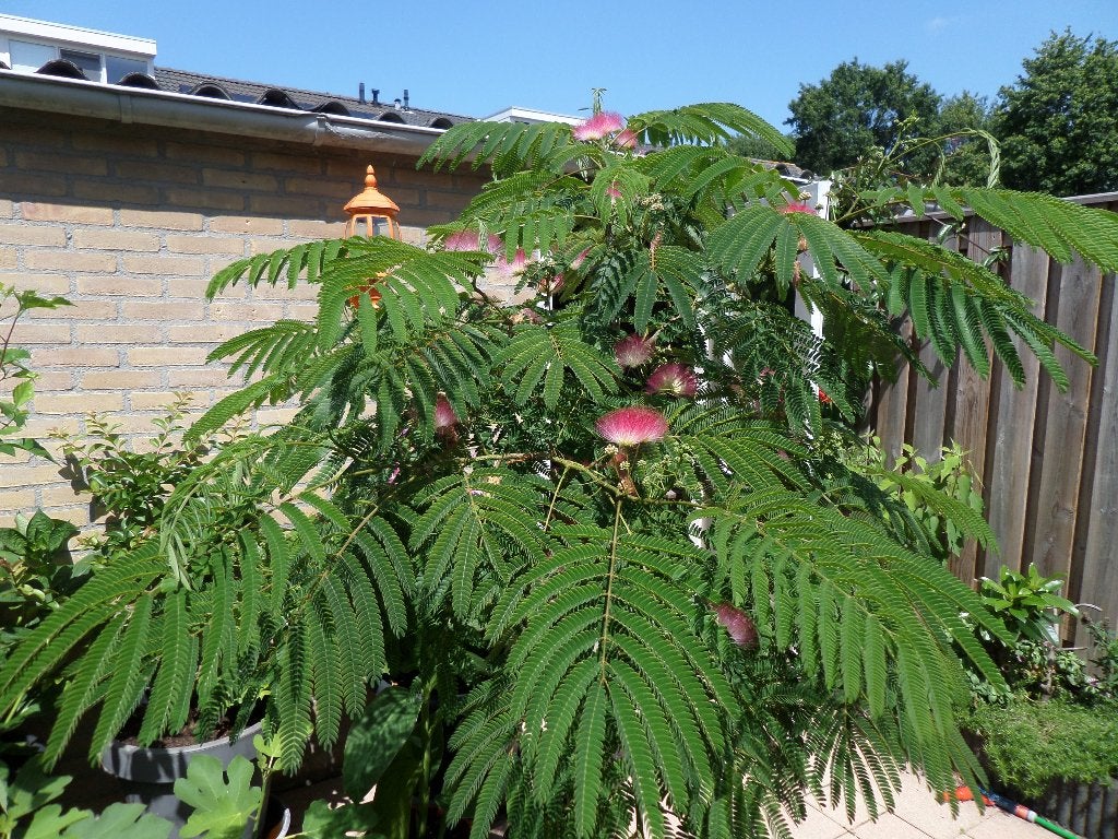Albizia Julibrissin Rosea, Tuin en Terras, Halfschaduw, Overige soorten, Minder dan 100 cm, Zomer
