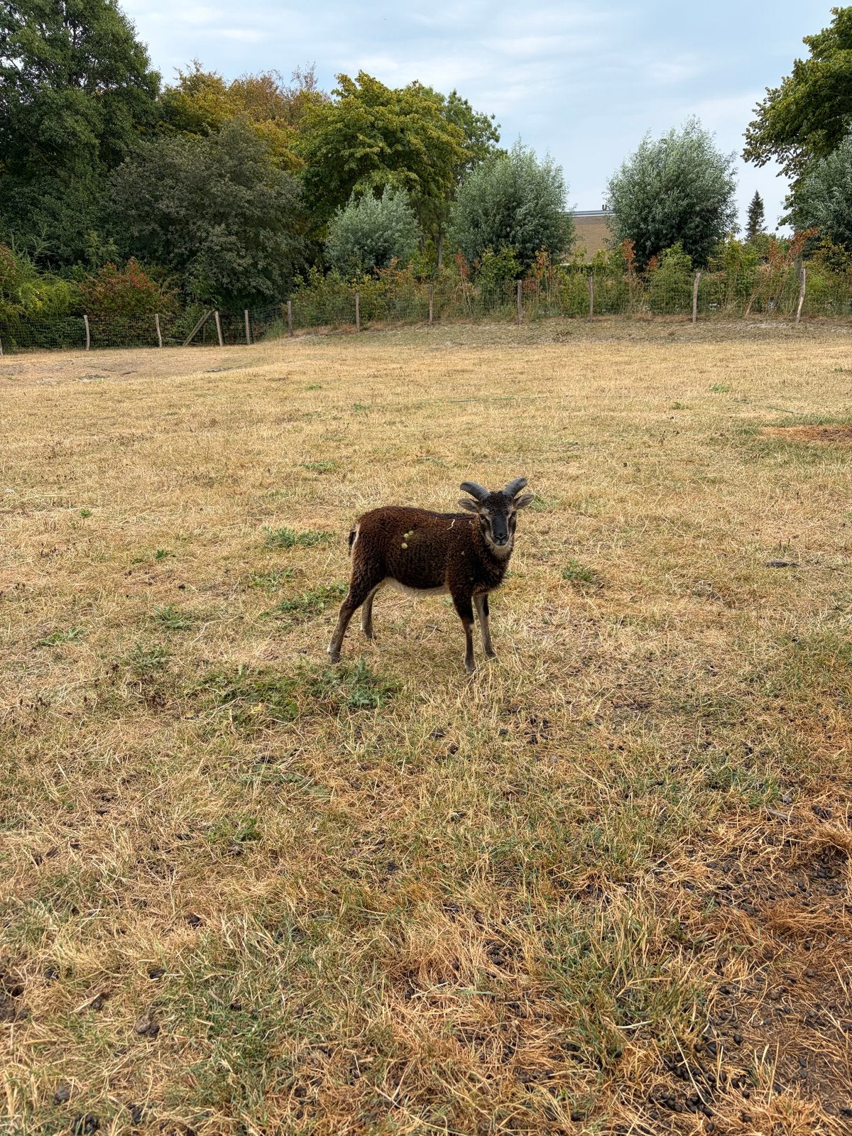Soay schaap. Ram van mei 2026., Dieren en Toebehoren, Schapen, Geiten en Varkens, Mannelijk, Schaap