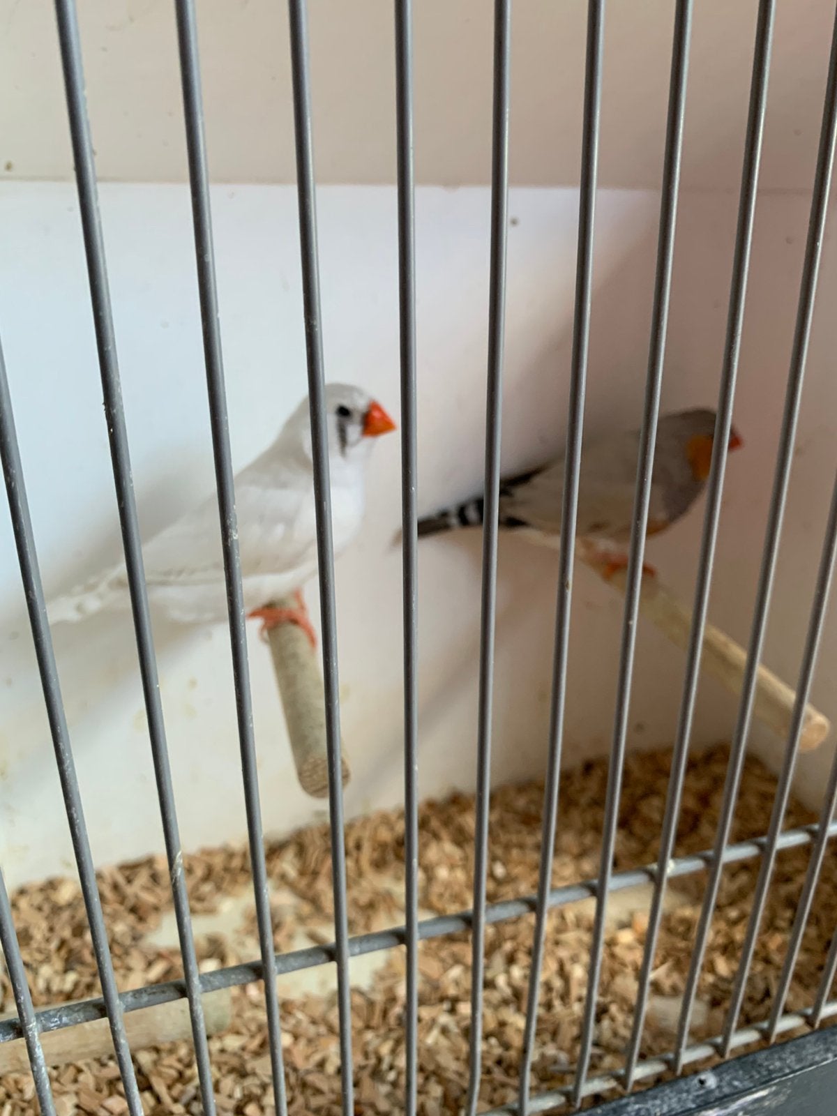 Koppel zebravinken, Meerdere dieren, Tropenvogel, Geringd