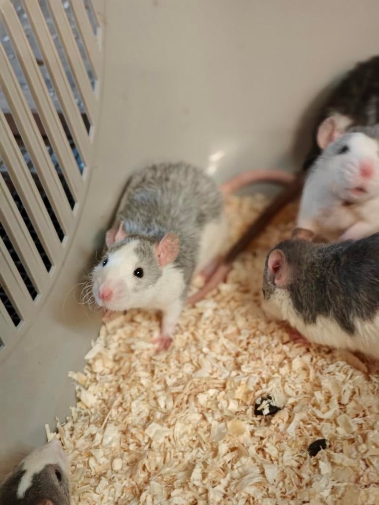 Nog 4 lieve rittens vrouw te koop //, Dieren en Toebehoren, Knaagdieren, Rat, Maart, Vrouwelijk, Tam