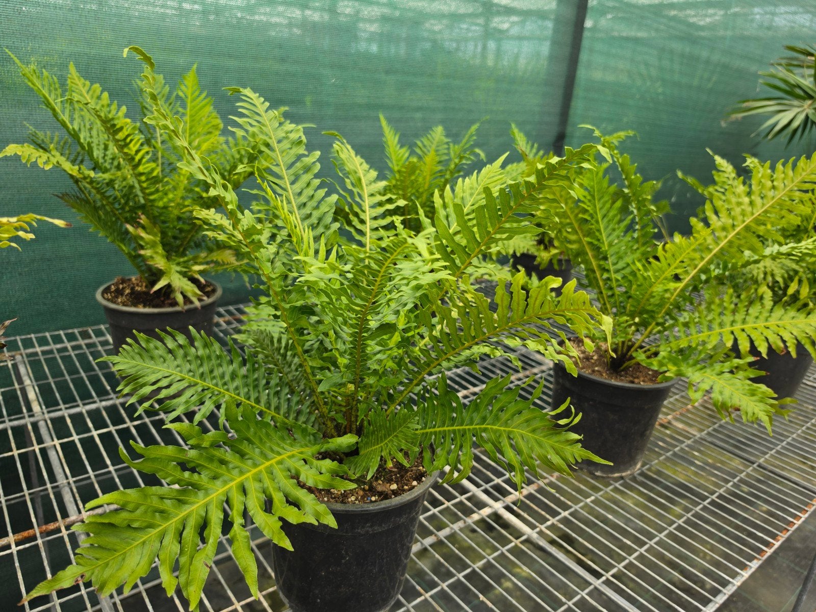 Blechnum gibbon stamvormende varen, Tuin en Terras, Planten | Tuinplanten, Ophalen, Overige soorten, Volle zon