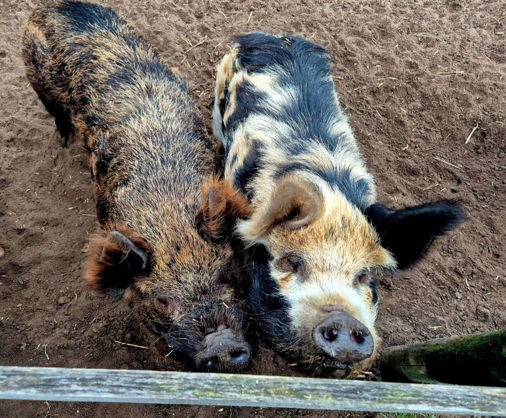 Kunekune biggen verwacht!, Dieren en Toebehoren, Mannelijk, Geit