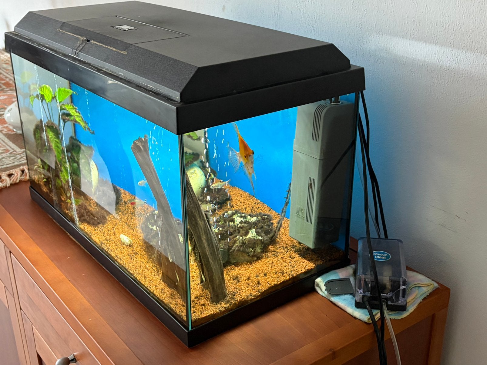 Aquarium, Dieren en Toebehoren, Ophalen, Zo goed als nieuw, Gevuld zoetwateraquarium