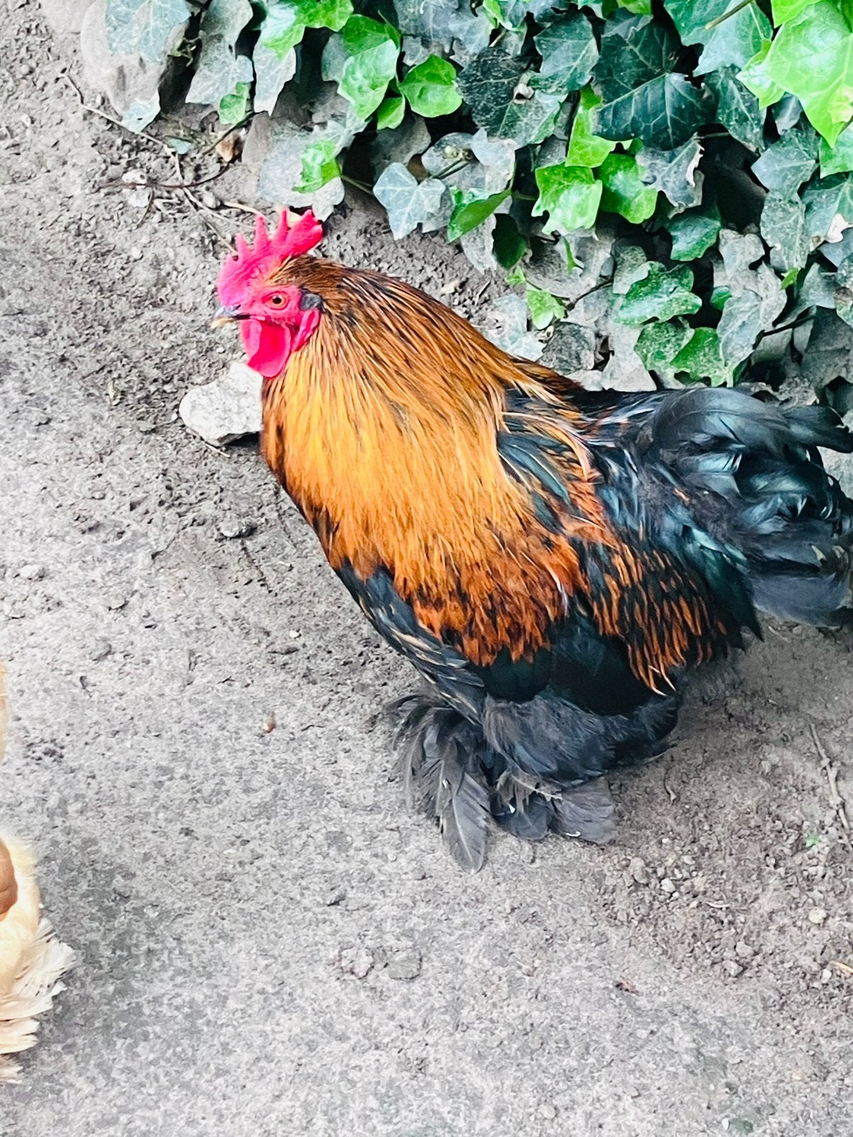 Cochin kriel haan, Dieren en Toebehoren, Pluimvee, Mannelijk, Kip
