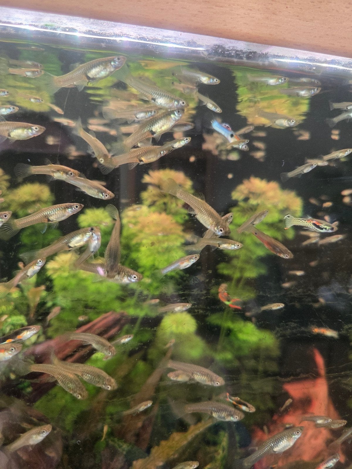 endler guppen te koop, Dieren en Toebehoren, Vis, Zoetwatervis, Schoolvis