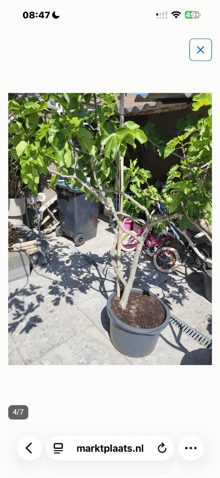 Vijgenboom in pot - Ficus carica, Tuin en Terras, Ophalen, Lente, Volle zon, In pot