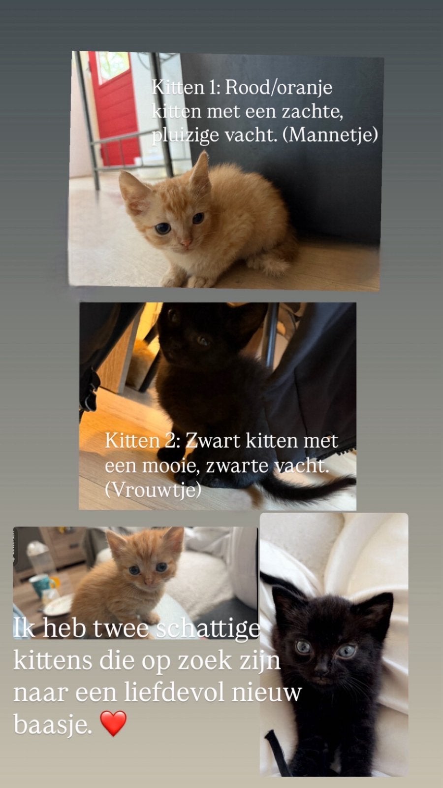 2 kittens zoeken een fijn en vertrouwde huisje, Dieren en Toebehoren, Meerdere dieren
