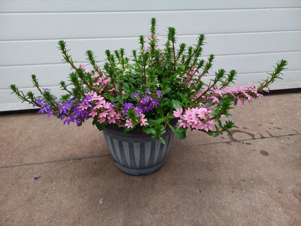 Waaierbloem scaevola hangpot, sierpot of losse plant, Tuin en Terras, Planten | Tuinplanten, Overige soorten, Volle zon, Ophalen