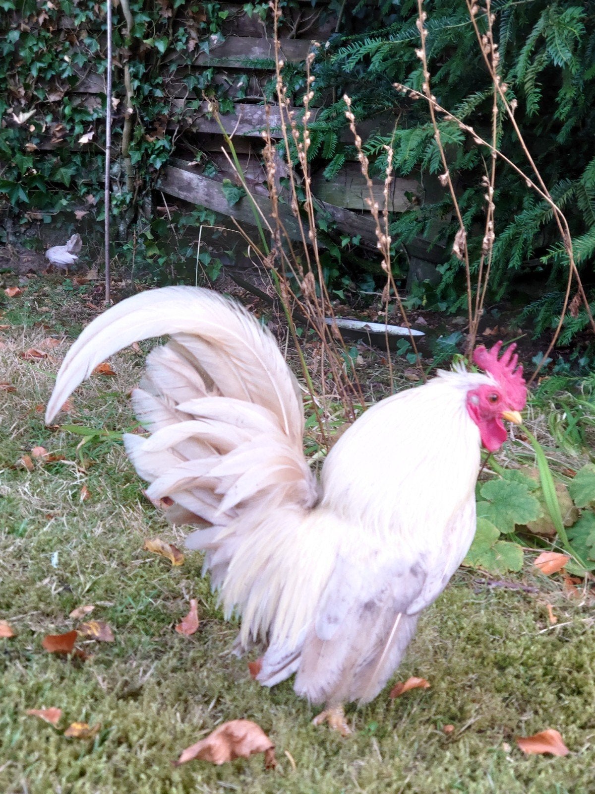 Gratis serama haan, Dieren en Toebehoren, Mannelijk, Kip