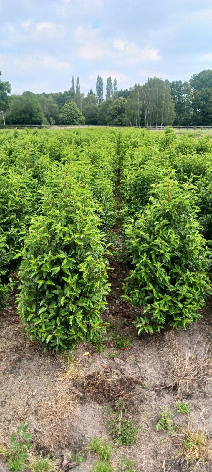 Portugese laurier, Ophalen, Laurier, 100 tot 250 cm