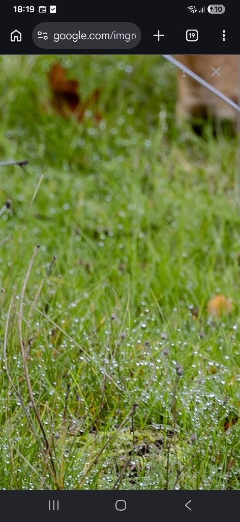 Weidegang aangeboden voor schapen in schipborg/zuidlaren, Dieren en Toebehoren, Vrouwelijk, Schaap