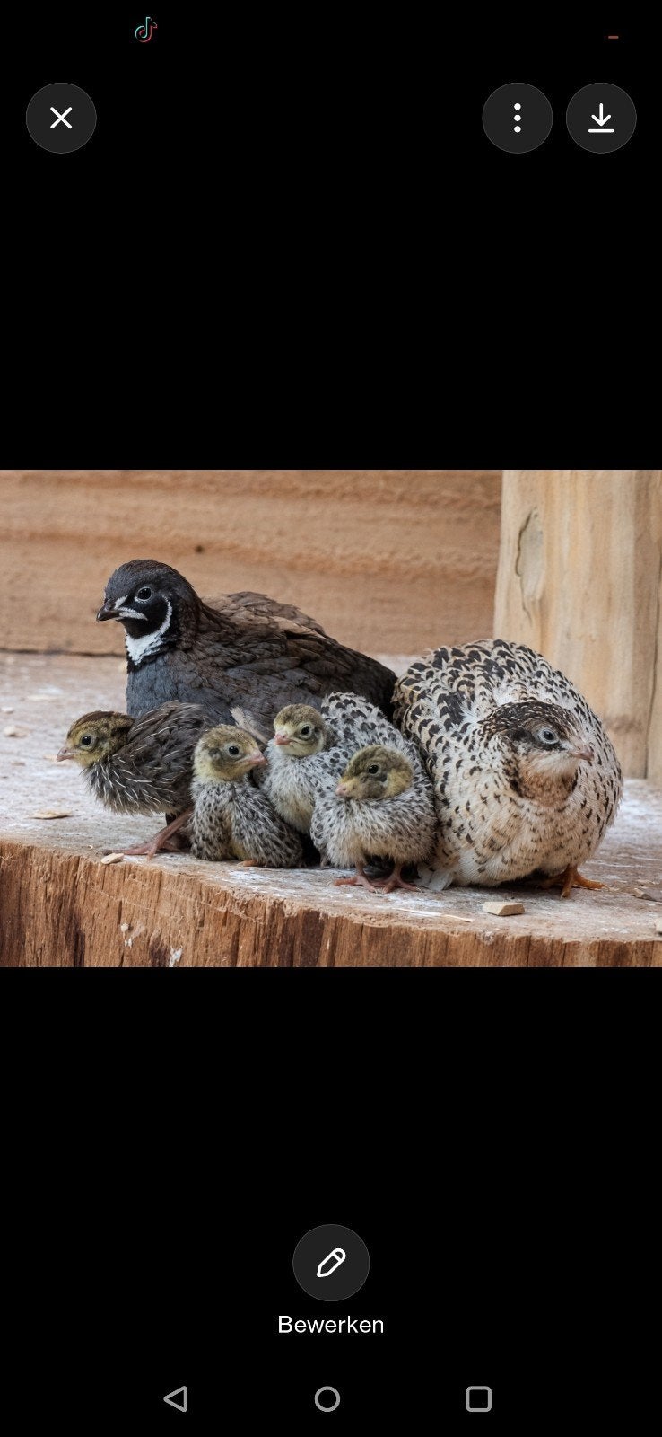 Chinese kwartels, Dieren en Toebehoren, Vogels | Overige Vogels, Meerdere dieren, Tam