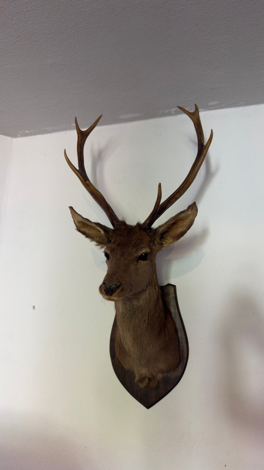 Taxidermie edelhert, Ophalen of Verzenden, Zo goed als nieuw, Insect, Opgezet dier