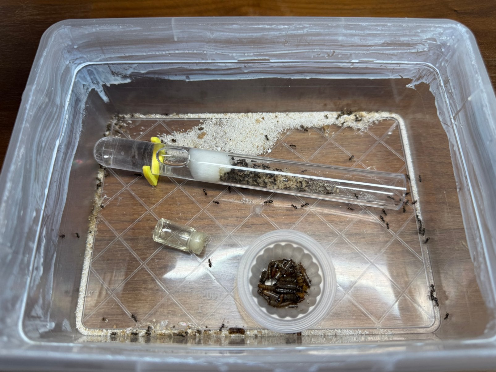 1Q Lasius niger | +~125 werksters en broed, Mieren