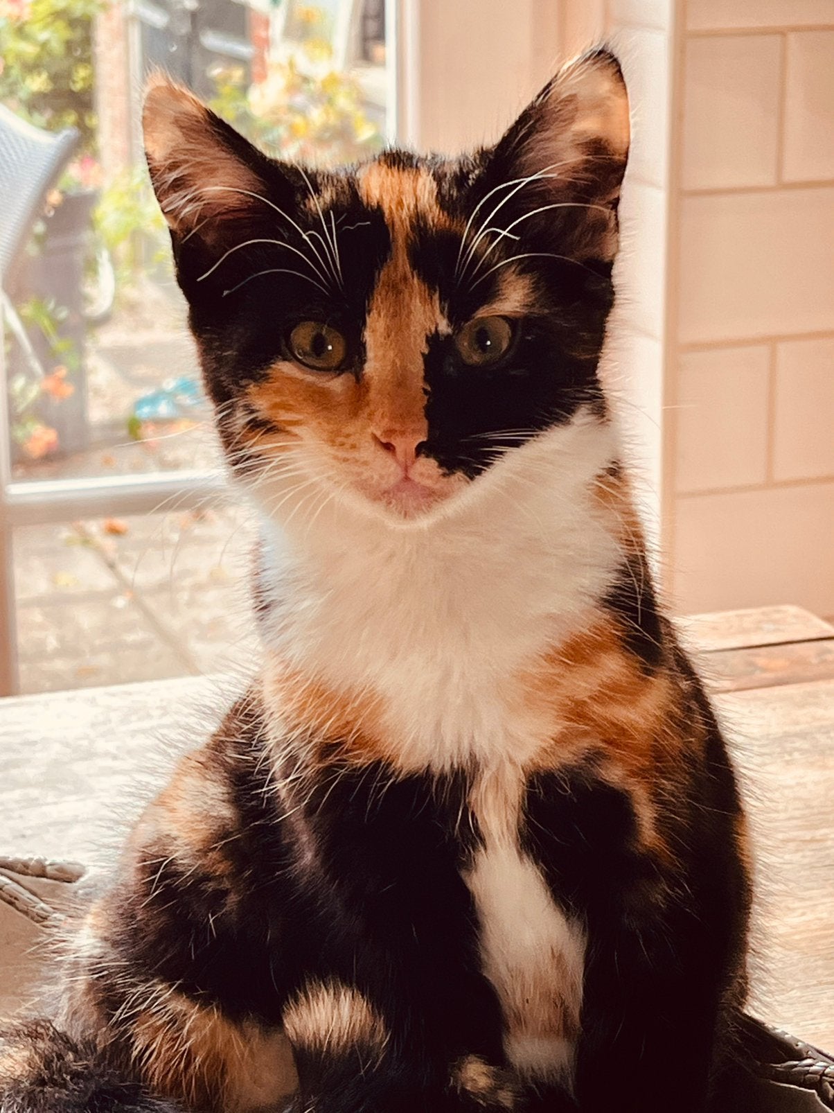 Prachtige lapjeskat nog beschikbaar, Dieren en Toebehoren, Poes