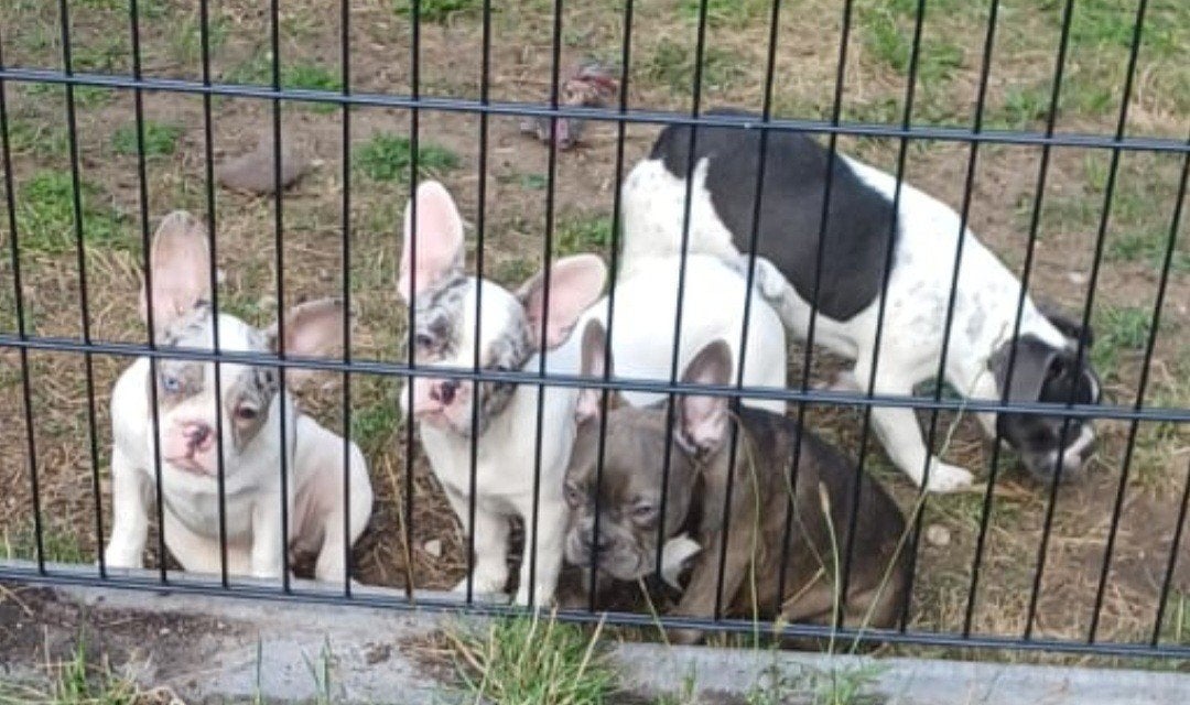 *Franse Bulldog Pups Teefjes 3*, 15 weken tot 1 jaar, Teef, Parvo, Bulldog