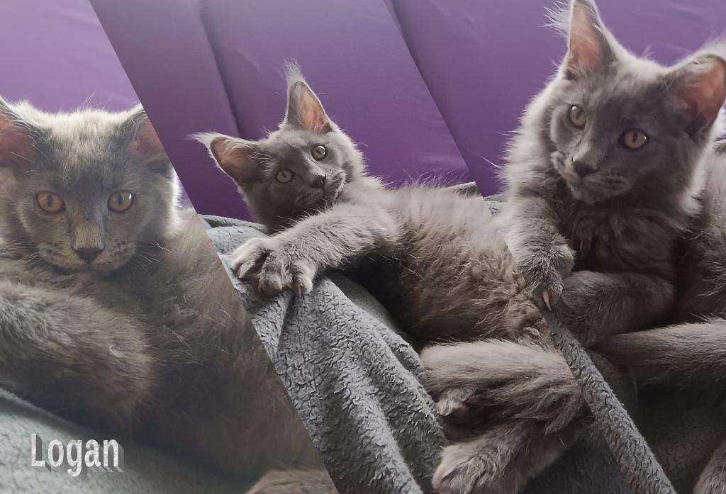 Maine Coon kittens met stamboom, Dieren en Toebehoren, Katten en Kittens | Overige Katten, Meerdere dieren, Langharig, 0 tot 2 jaar