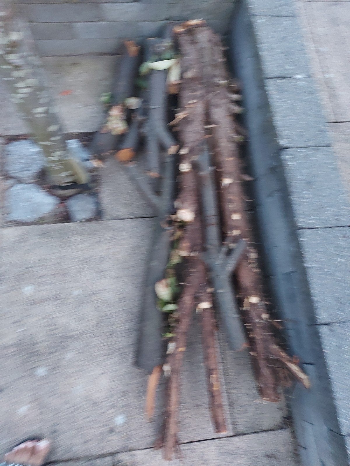 Hout/boomstammen voor brandhout of decoratie, Minder dan 3 m³, Ophalen of Verzenden, Overige houtsoorten, Stammen