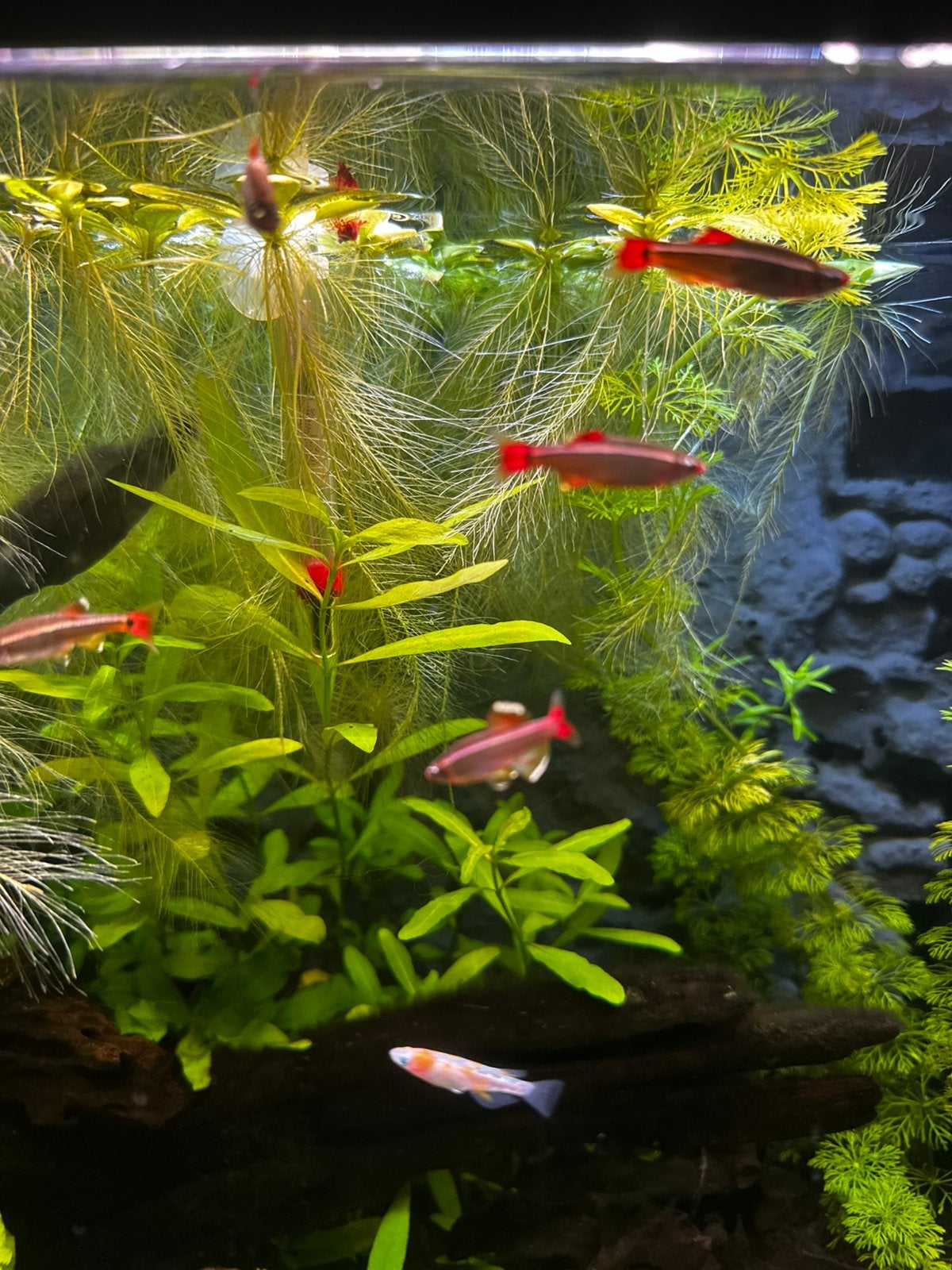 Chinese danio’s bewezen kweekgroep (Goede kwaliteit), Ophalen, Zo goed als nieuw