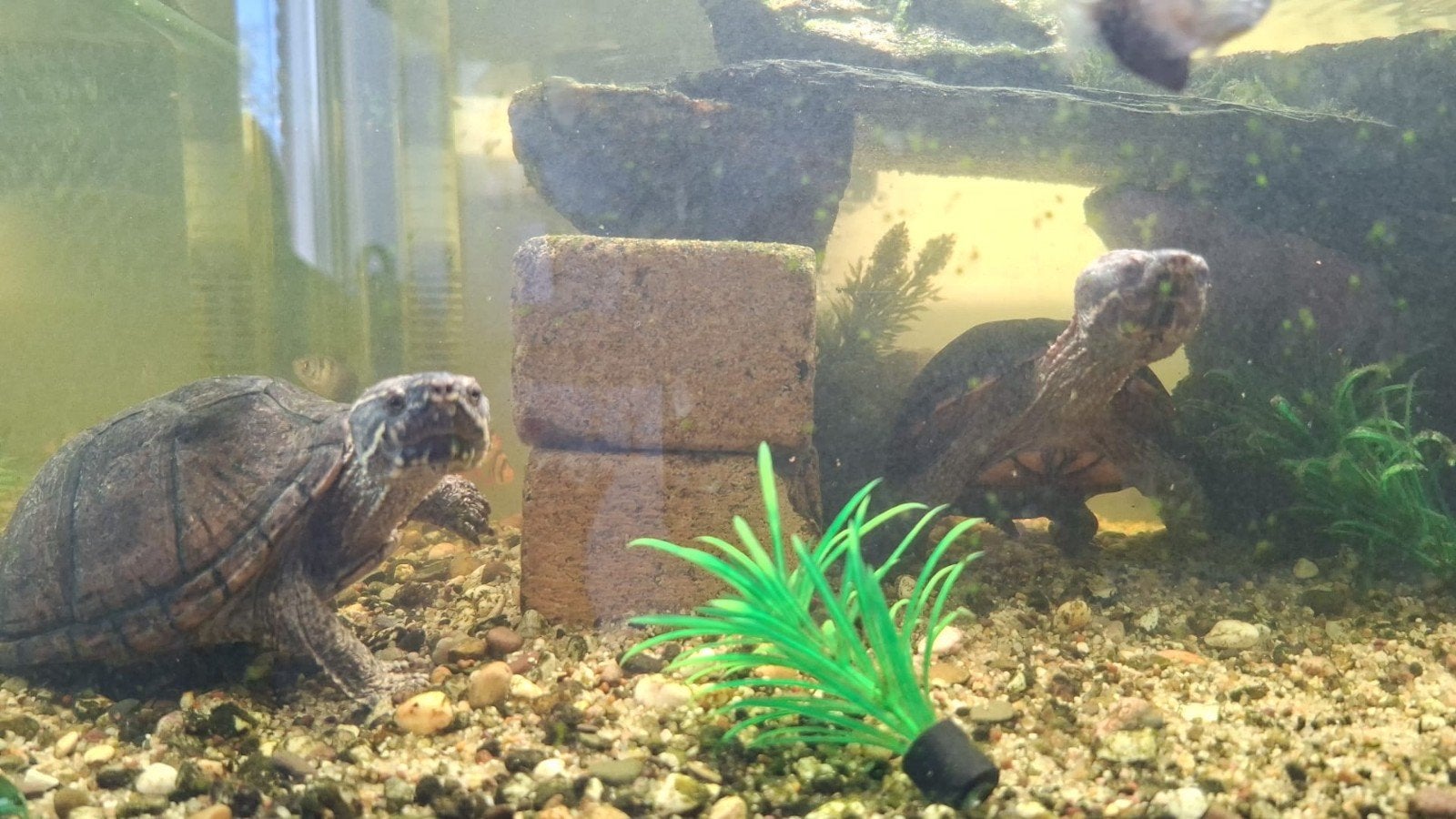 Schildpadden 2x, 2 jaar oud, Dieren en Toebehoren, Reptielen en Amfibieën
