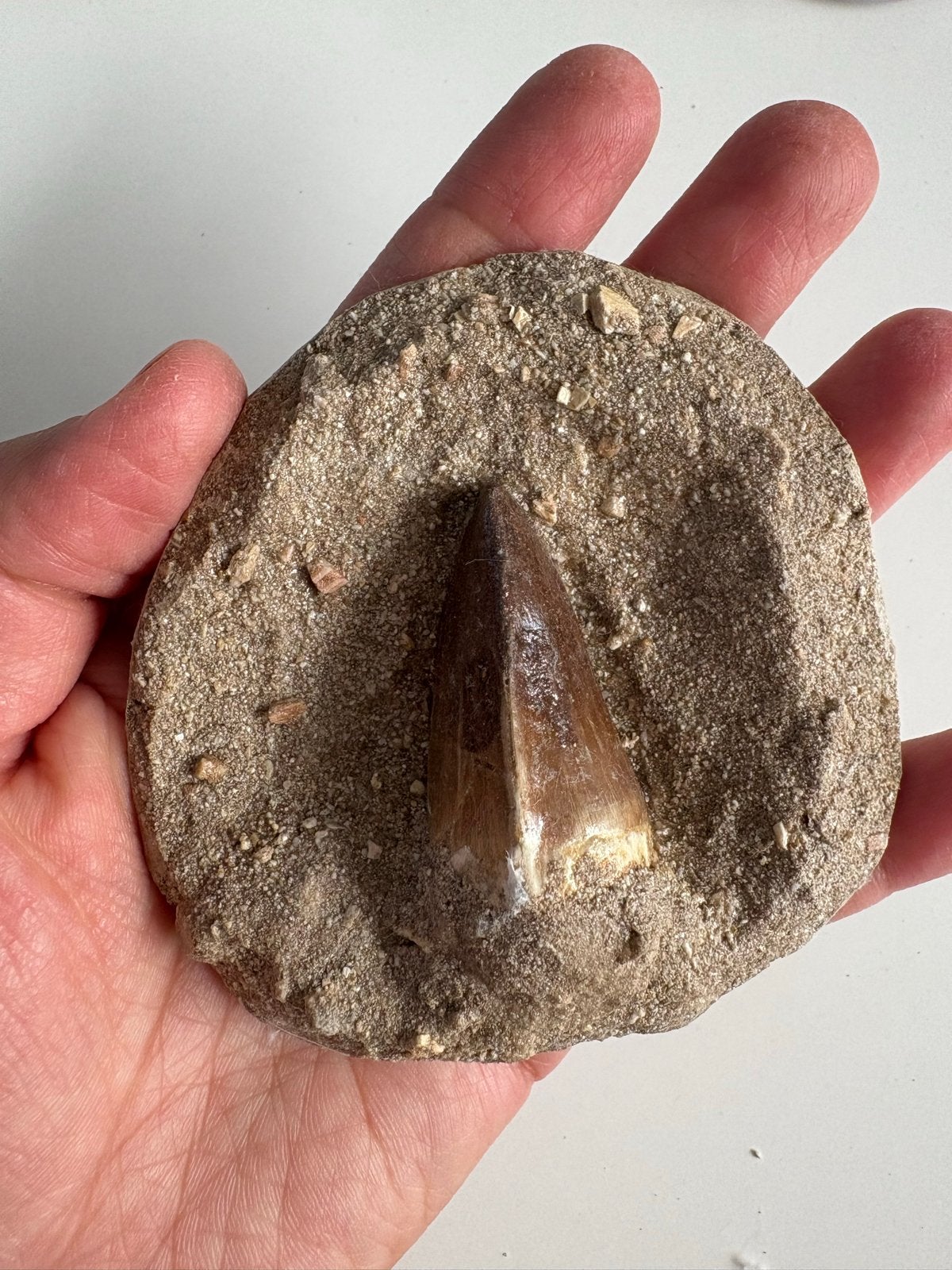 Mosasaurus tand in matrix, Verzamelen, Mineralen en Fossielen, Ophalen of Verzenden, Fossiel