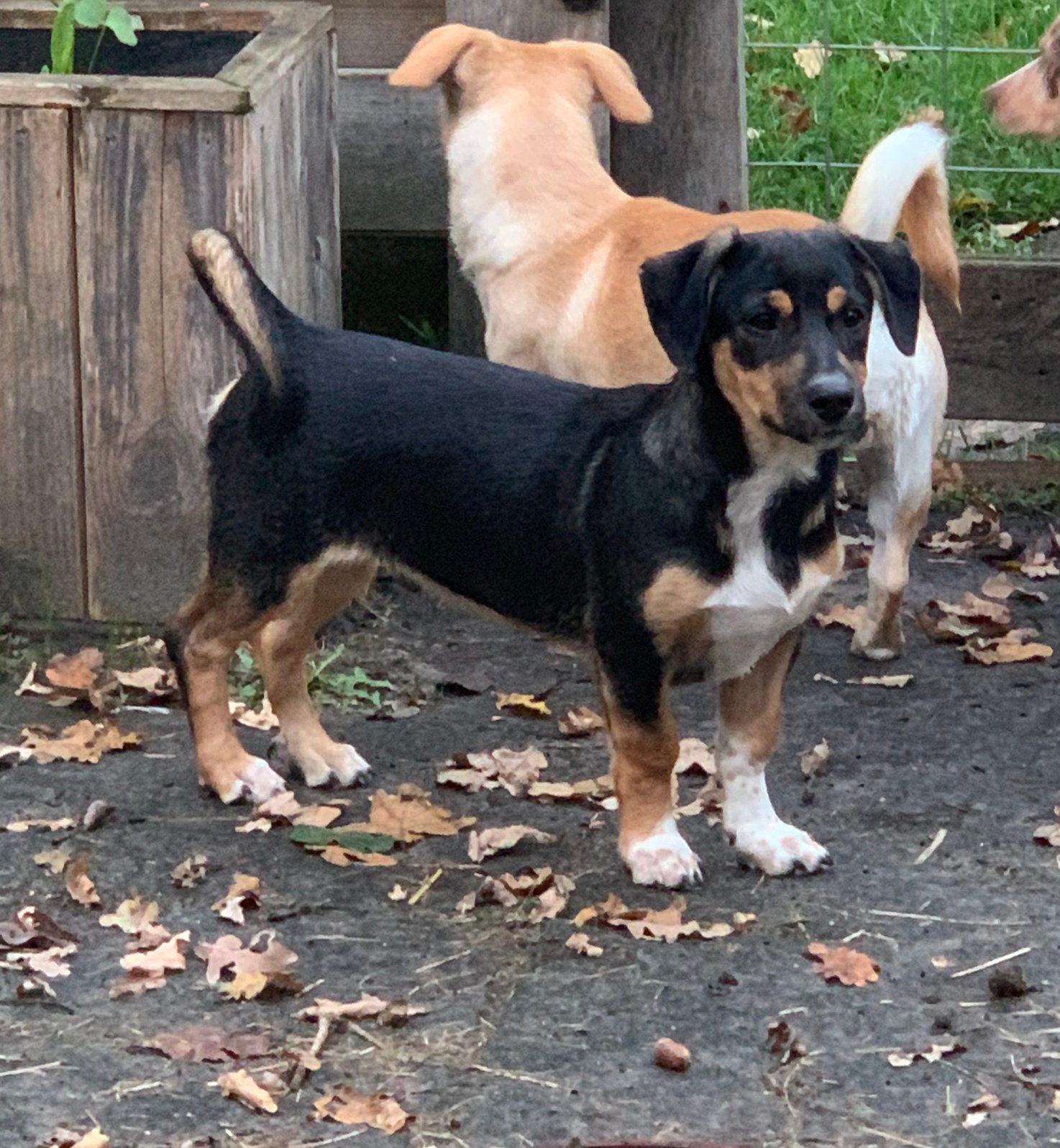 🐾 lieve, sociale & sportieve pup zoekt nog een eigen plekje, 15 weken tot 1 jaar, CDV (hondenziekte), Meerdere, Meerdere dieren