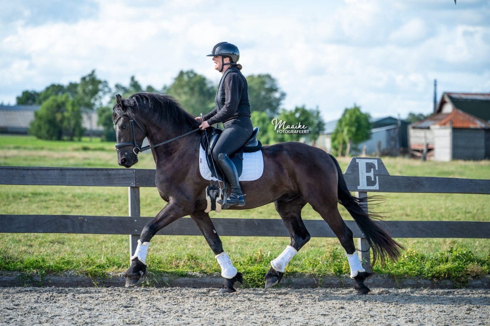 Prachtige talentvolle friese ruin, fries paard, Dieren en Toebehoren, Paarden