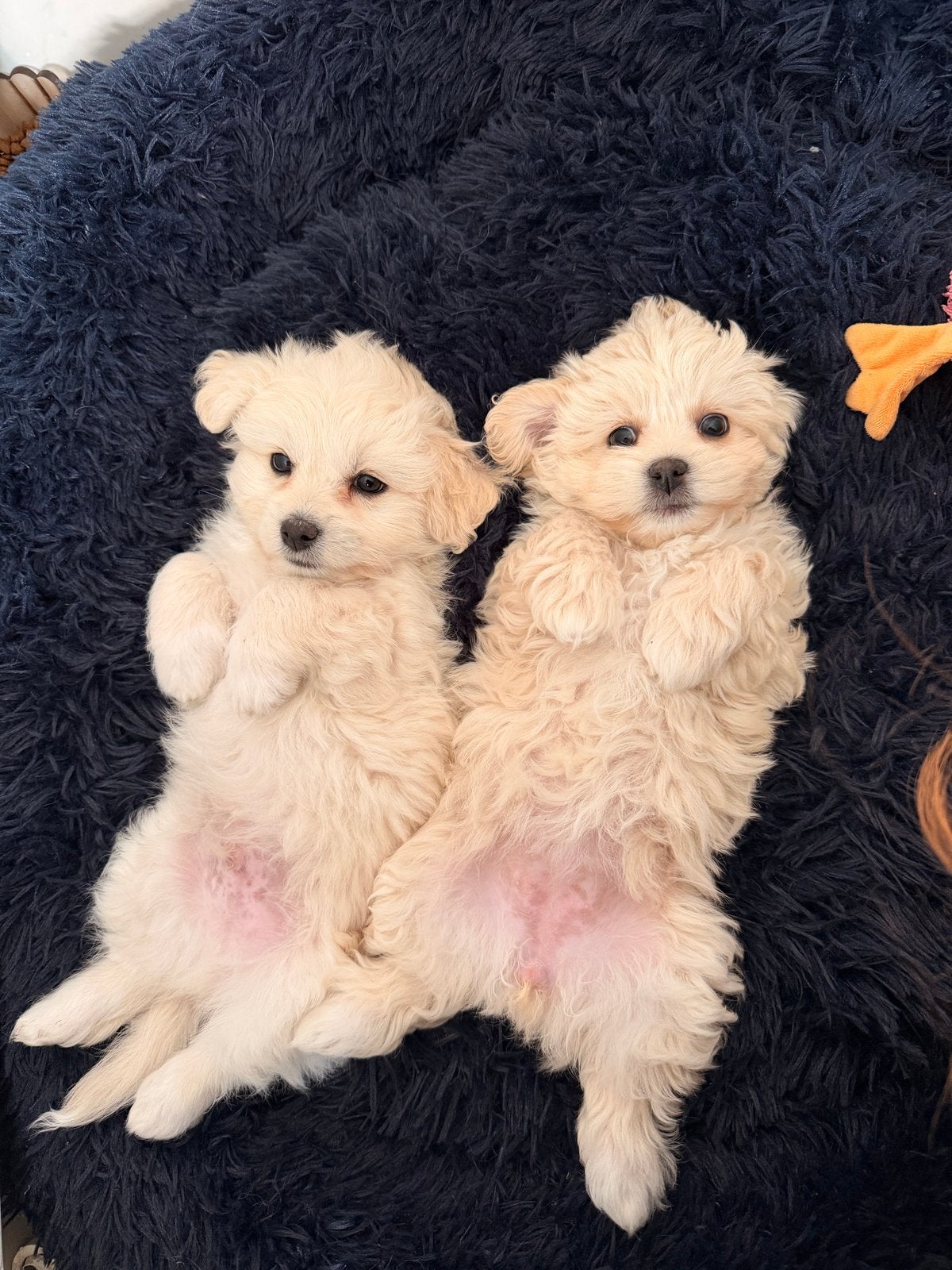 Beautiful Maltese Puppies Looking for Loving Homes, Dieren en Toebehoren, 8 tot 15 weken, Meerdere, Meerdere dieren, Klein