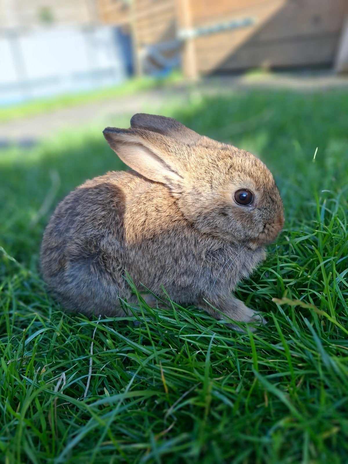 konijntjes, Meerdere dieren, Dwerg