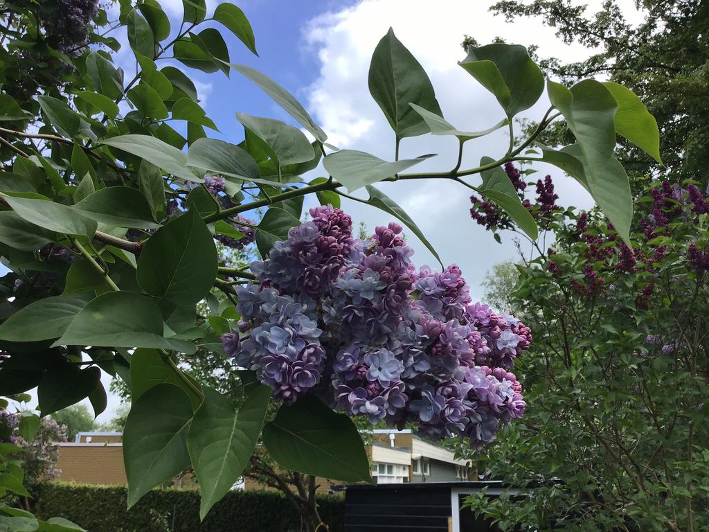 Seringen struik, Tuin en Terras, Planten | Struiken en Hagen, Ophalen, Overige soorten, Minder dan 100 cm
