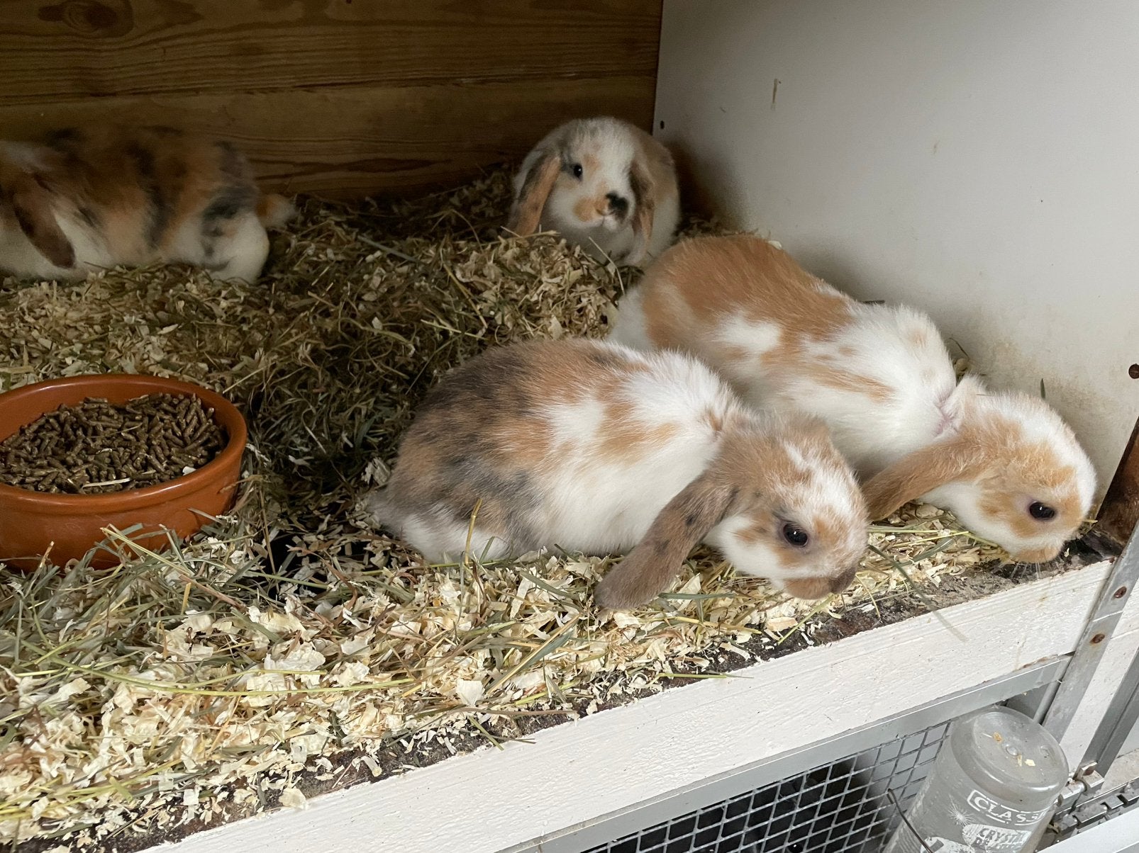 Jonge Dwerg Hangoor Konijntjes (Verschillende Kleuren), Dieren en Toebehoren, Meerdere dieren, Dwerg, Hangoor