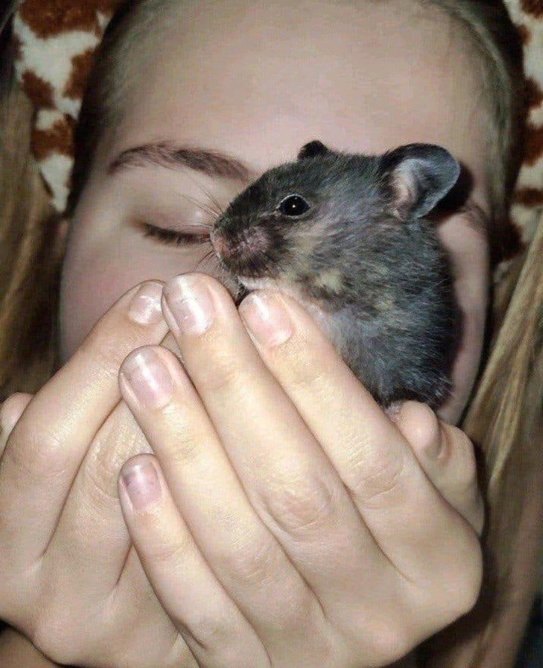 Lief goudhamster korthaar vrouw, Dieren en Toebehoren, Hamster, Augustus, Vrouwelijk, Tam