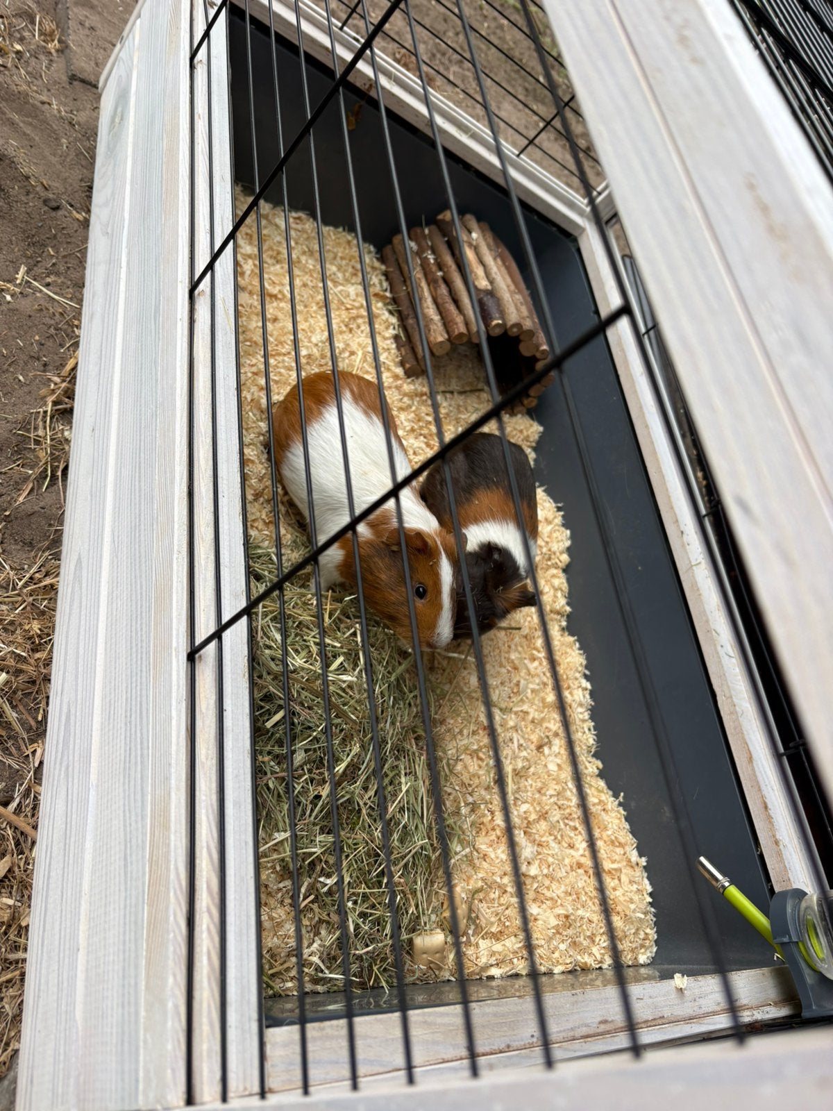2 jonge beertjes cavias met kooi, Cavia, Mannelijk, Januari, Tam