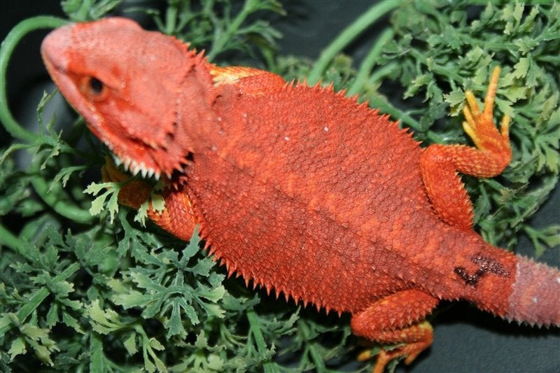 Baardagamen Bearded Dragons Red Bleu-tiger Hypo Trans Bearded Dragon photo 22
