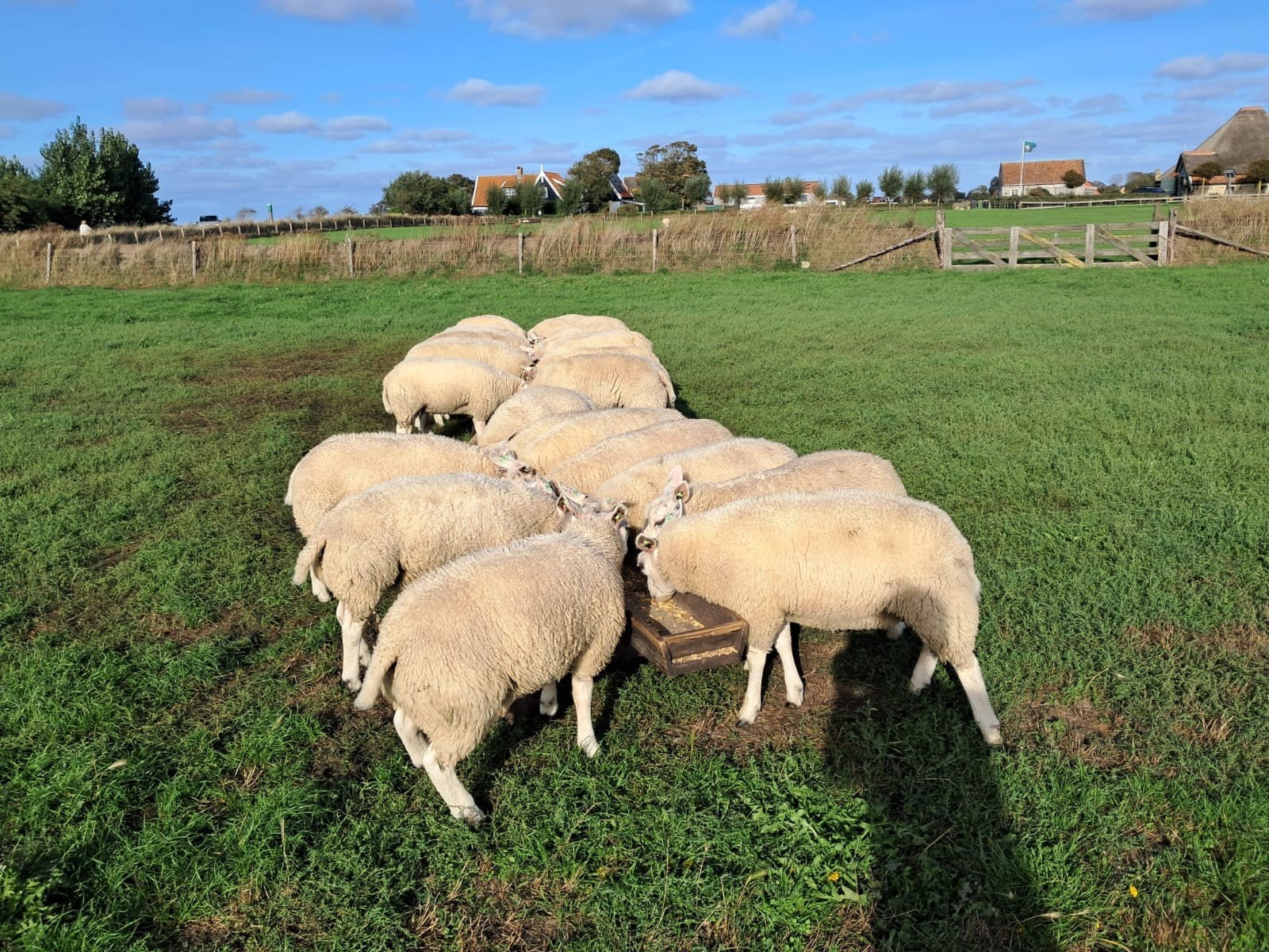 texelaar stamboek fokooien, Dieren en Toebehoren, Vrouwelijk, Schaap