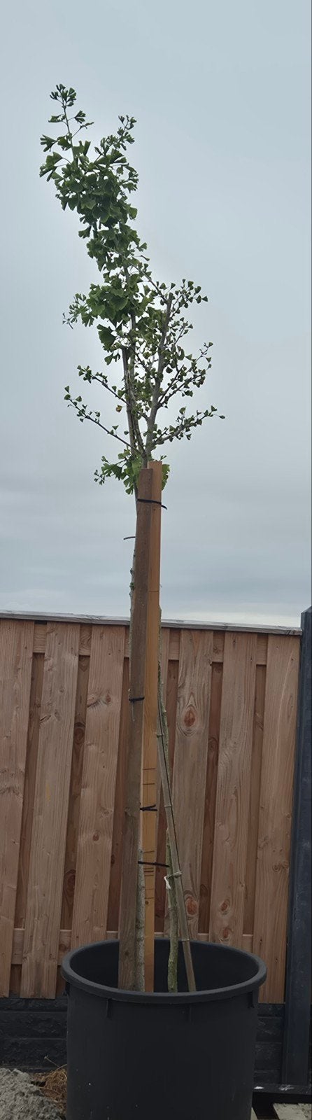 Walnoten boom, Tuin en Terras, Planten | Bomen, Ophalen, Volle zon, Overige soorten