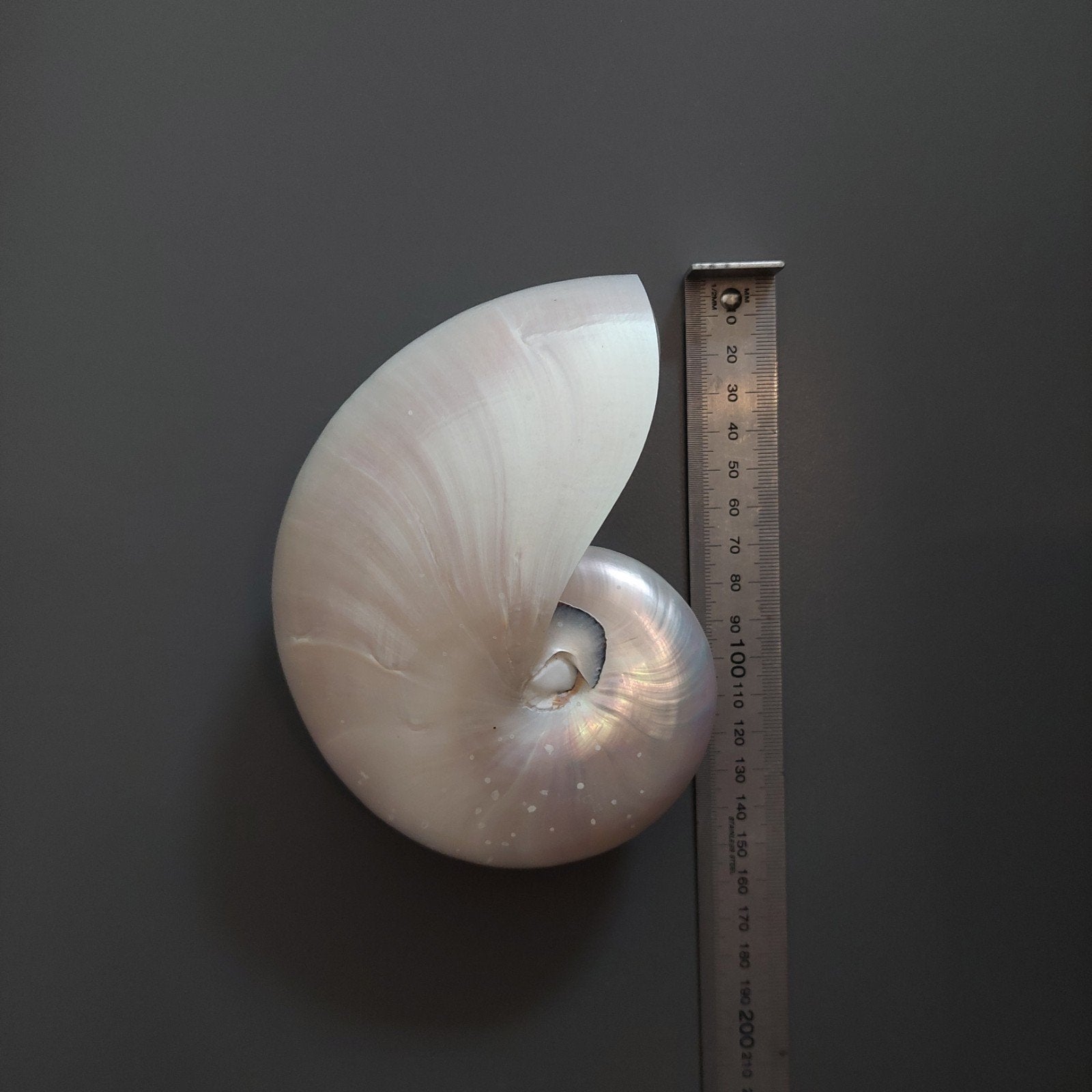 Mooie gepolijste nautilus schelp, Verzamelen, Ophalen of Verzenden, Zo goed als nieuw